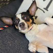 Thumbnail photo of Cherry #2