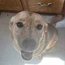 Thumbnail photo of Amber #1