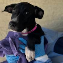 adopt-pet