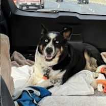 Thumbnail photo of Bo #3