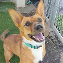 adopt-pet
