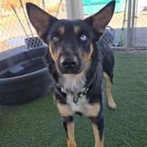 adopt-pet