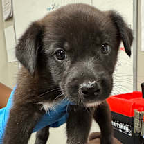 adopt-pet
