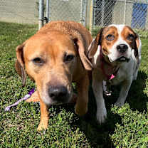 Thumbnail photo of Nevaeh (Bonded w/ Puppy Girl) #2