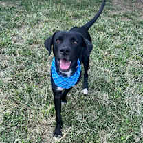 Thumbnail photo of Atticus #4