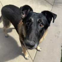 Thumbnail photo of Napoleon #4