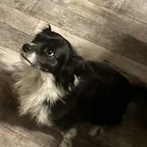 Thumbnail photo of Dulce #1