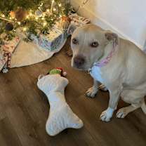 Thumbnail photo of Nala #1