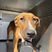 adopt-pet