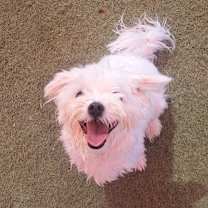 adopt-pet