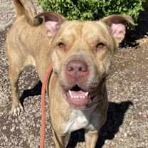 adopt-pet