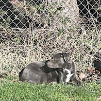 Thumbnail photo of Nymeria #2