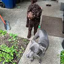 Thumbnail photo of Nymeria #3