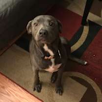 Thumbnail photo of Nymeria #4