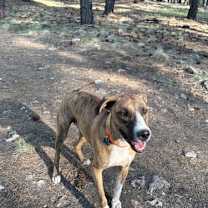adopt-pet