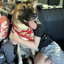 adopt-pet