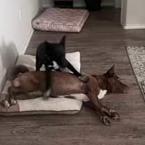 Thumbnail photo of Tejas and Tabasco #4