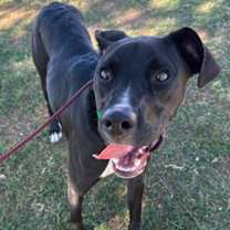adopt-pet