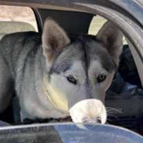 adopt-pet