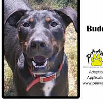 Thumbnail photo of Buddy #1