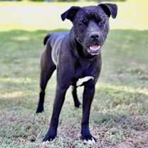 Thumbnail photo of FRECKLES #1