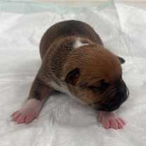 Thumbnail photo of Uranus (Space) #2