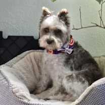 Thumbnail photo of Heidi (min schnauzer) #1
