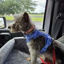 Thumbnail photo of Heidi (min schnauzer) #2