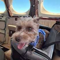 Thumbnail photo of Heidi (min schnauzer) #3