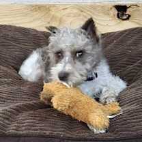 Thumbnail photo of Heidi (min schnauzer) #4