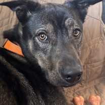adopt-pet