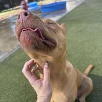 adopt-pet