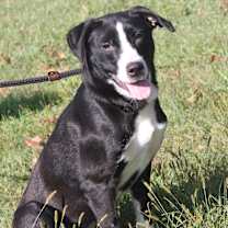 Thumbnail photo of Magpie #1