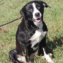 Thumbnail photo of Magpie #2