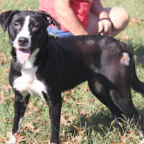 Thumbnail photo of Magpie #3