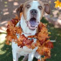 adopt-pet