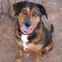 adopt-pet