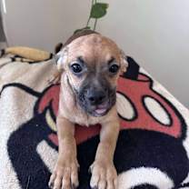 Thumbnail photo of Calyx #3