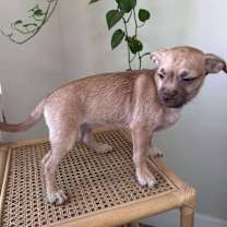 Thumbnail photo of Briar Rose #3