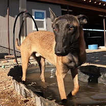 adopt-pet