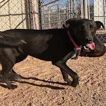 adopt-pet