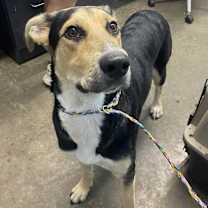 Thumbnail photo of Goofy #1