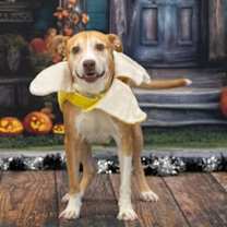 adopt-pet