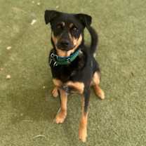 adopt-pet