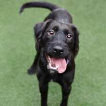 adopt-pet