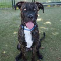 adopt-pet