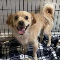 adopt-pet