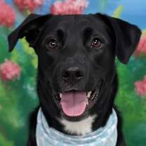 Thumbnail photo of Hero (Mid-East) sm -TRIPAW #1