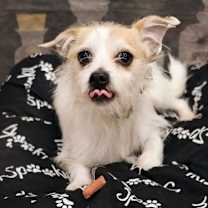 Thumbnail photo of Benji #1