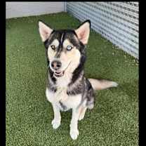 adopt-pet